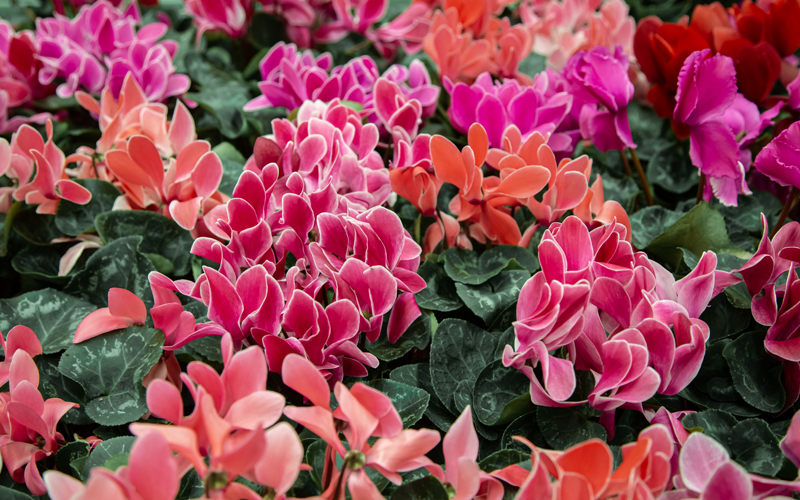 Cyclamen