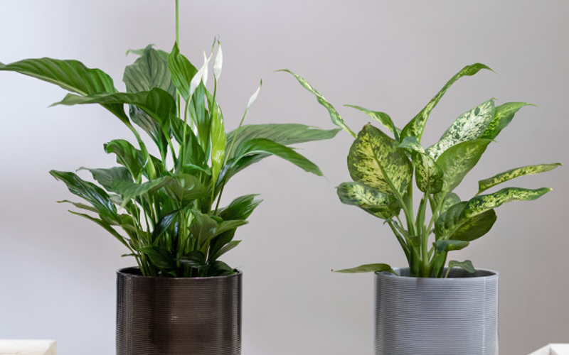 Dieffenbachia
