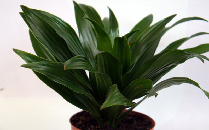 Dracaena Janet Craig