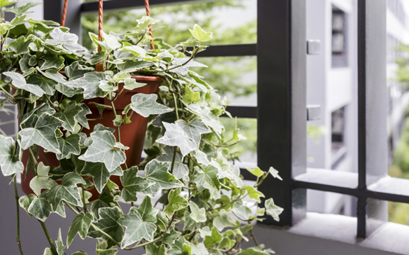 English Ivy