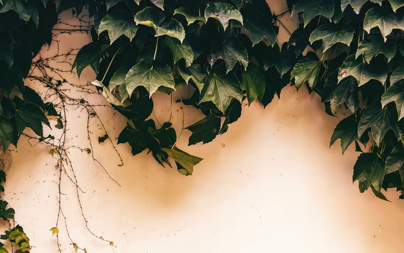 English Ivy