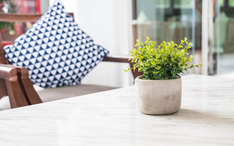 Indoor Plants that Facilitate Air Purification and Toxin Removal