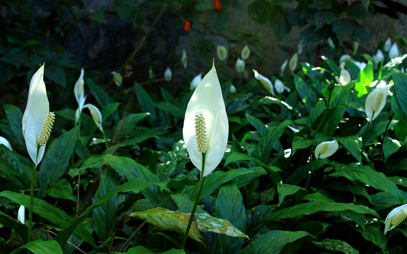 Peace Lilies