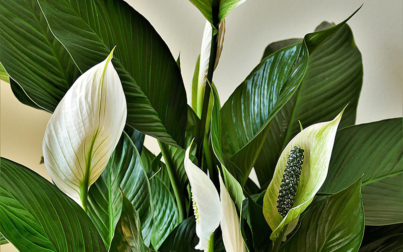 Peace Lilies
