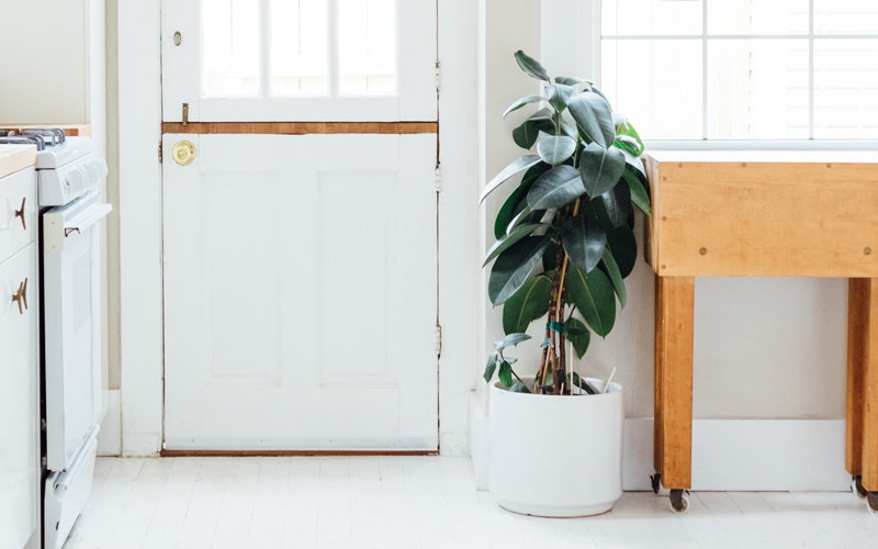 Rubber Plant