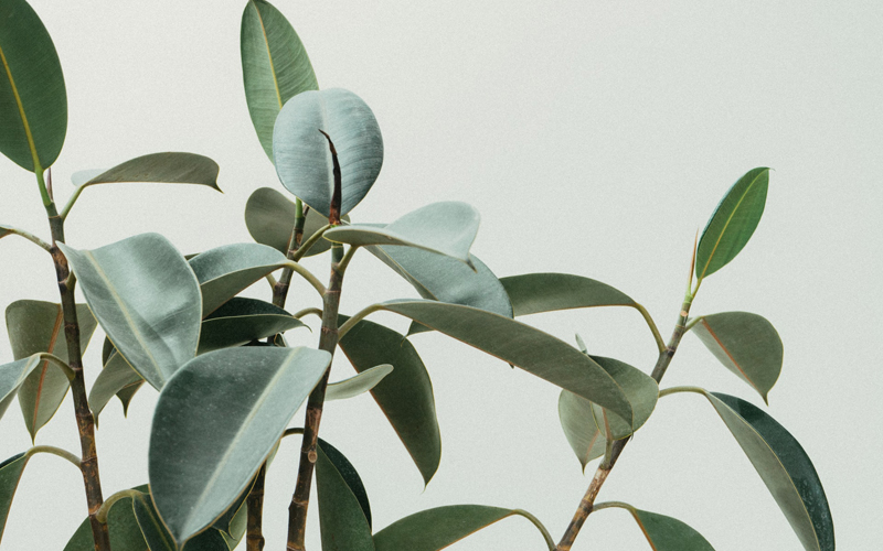 Plant have a large surface area
to absorbs air contaminants