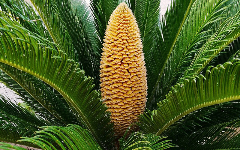 Sago Palm